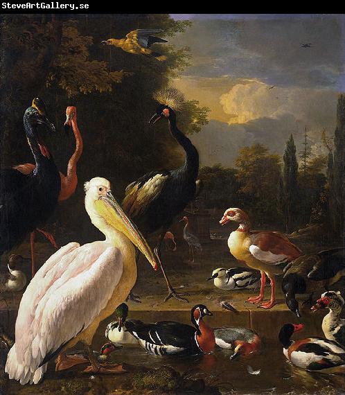 HONDECOETER, Melchior d A Pelican and Other Birds Near a Pool,